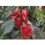Paprika - Türkischer gewürzpaprika - BIODYNAMISCH