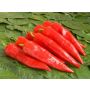 Paprika - Sweet Dreams - BIODYNAMISCH