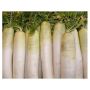 Wortel - Blanche des Vosges - BIO - 50% korting wegens verminderde kiemkracht