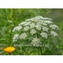 Ammi visnaga - Fijn akkerscherm - BIODYNAMISCH