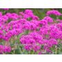 Silene armeria - Pekbloem - BIODYNAMISCH