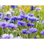 Centaurea cyanus - Korenbloem - BIODYNAMISCH