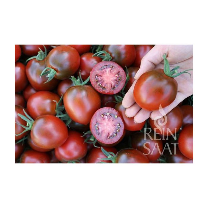 Biologische tomaat Paul Robson vruchten